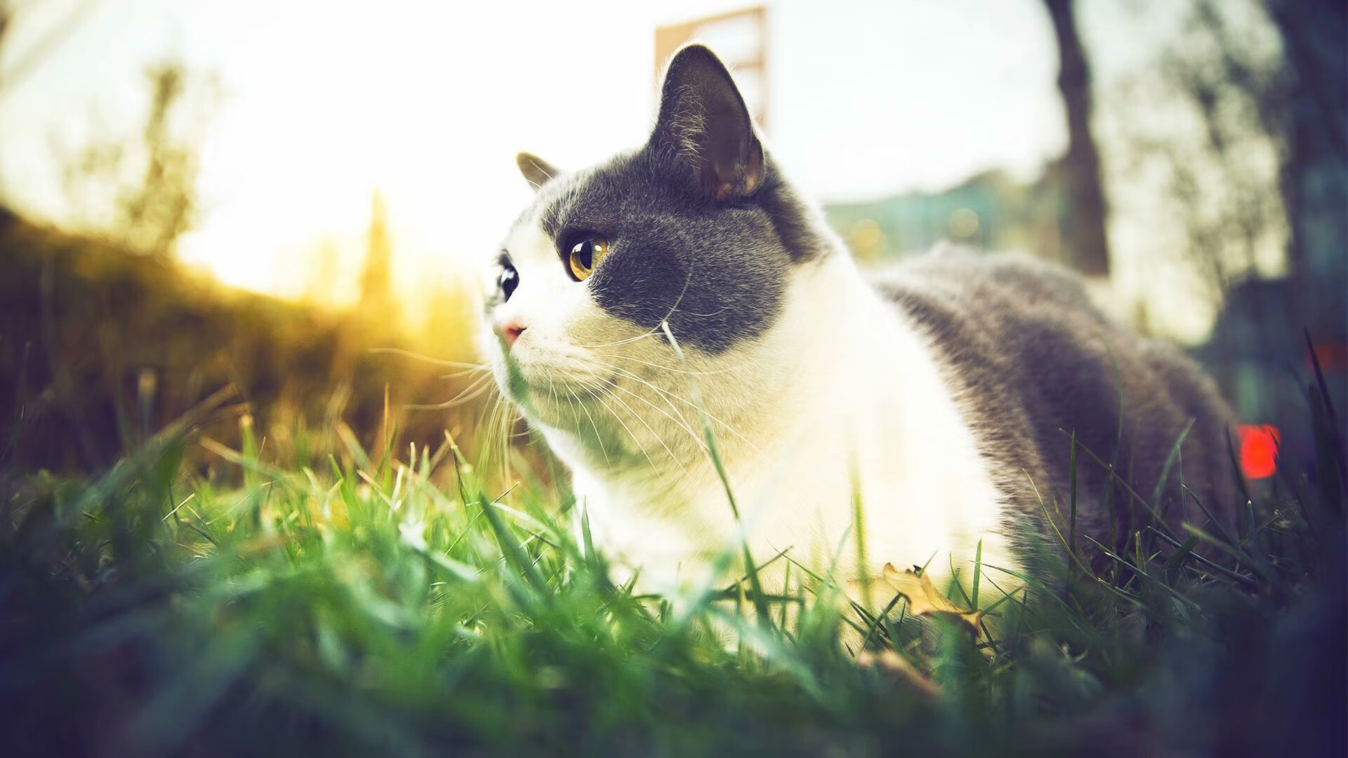 范戴克点燃赛场，当加拿大铁血防线遭遇那不勒斯烈焰